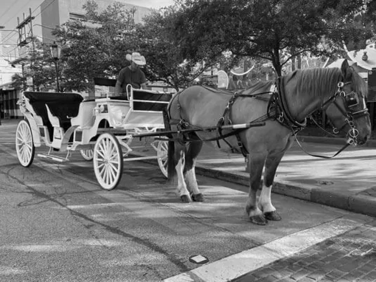 a horse drawn carriage on a city street
