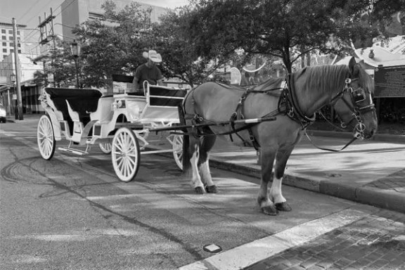a horse drawn carriage on a city street