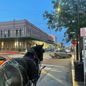 a close up of a horse drawn carriage on a city street