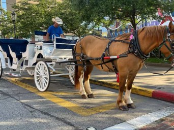 a man riding a horse drawn carriage